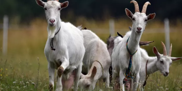 comportamento das cabras