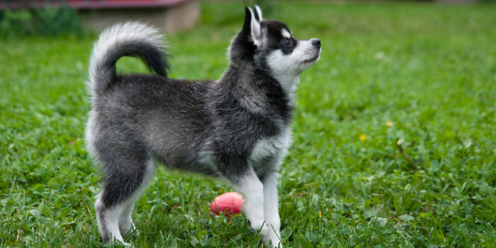 Comportamento do Alaskan Klee Kai