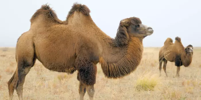 Comportamento do Camelo