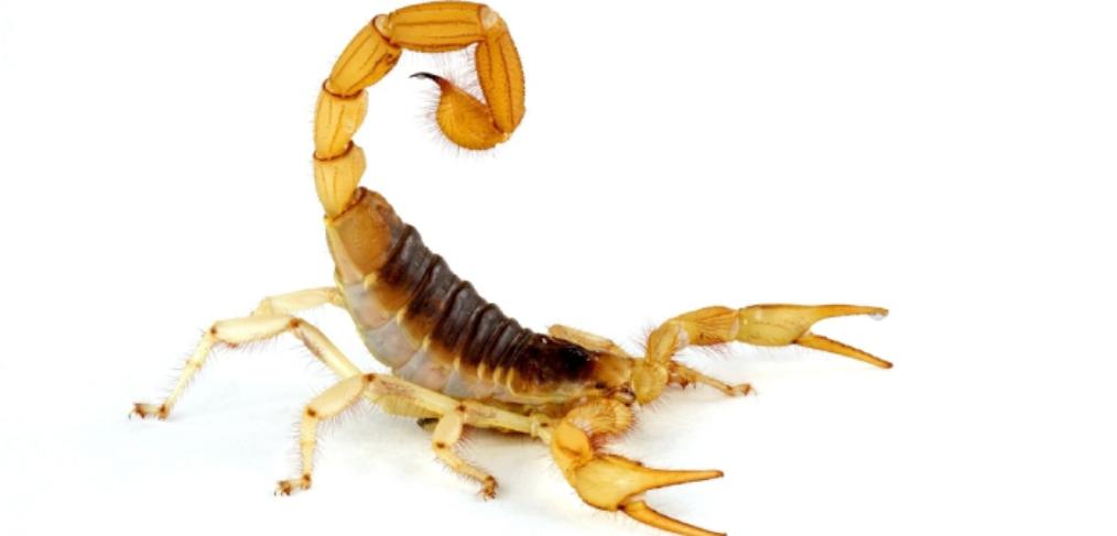 Escorpião-Amarelo