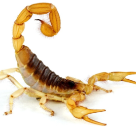 Escorpião-Amarelo