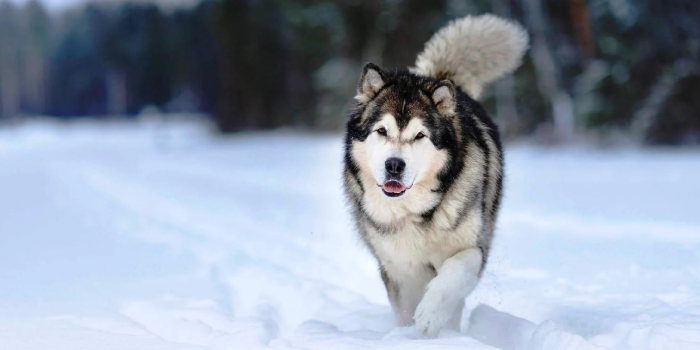 Expectativa de Vida do Husky do Alasca