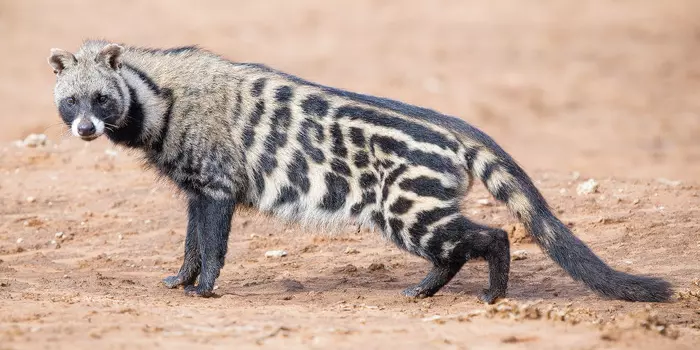 Habitat da Civeta-de-Palmeira-Africana