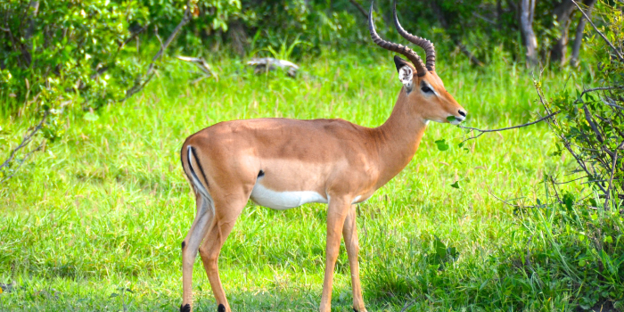 Habitat da impala