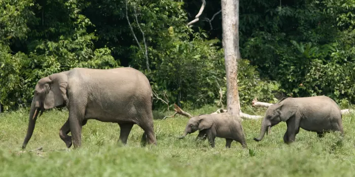 Habitat do Elefante-da-Floresta