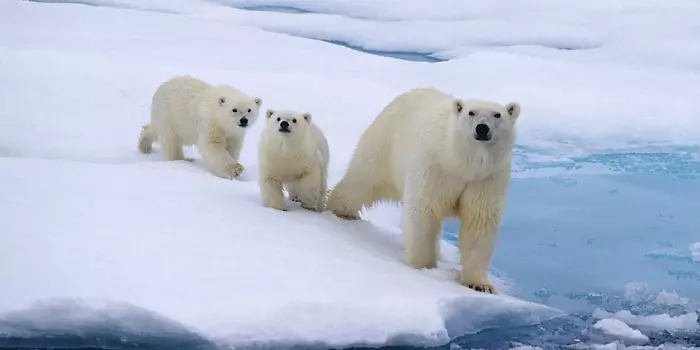 Habitat do Urso-Polar