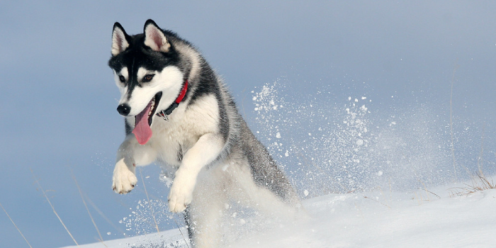 Habitat Natural do Husky do Alasca