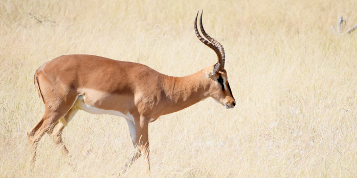 impala