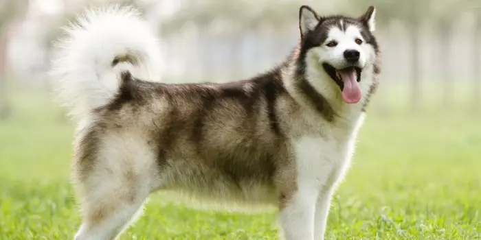 Malamute do Alasca