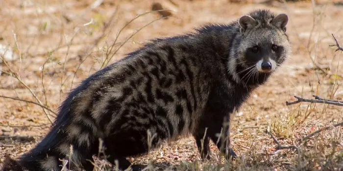 Predadores da Civeta-de-Palmeira-Africana