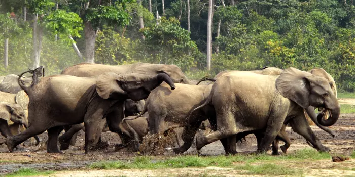 Predadores do Elefante-da-Floresta