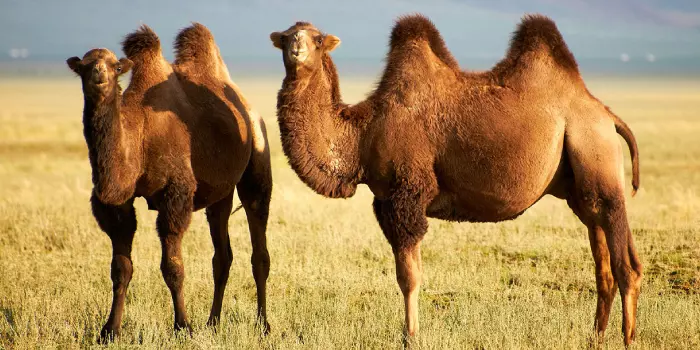 Reprodução do Camelo