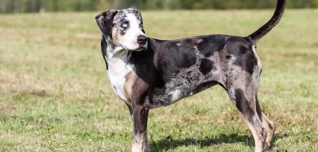 American Leopard Hound