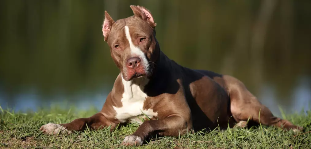 American Pit Bull Terrier