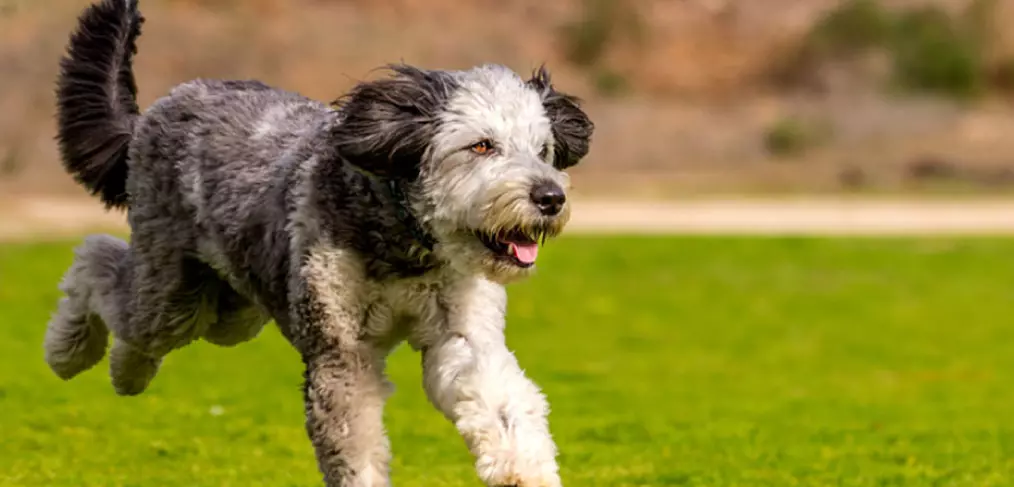 Aussiedoodle