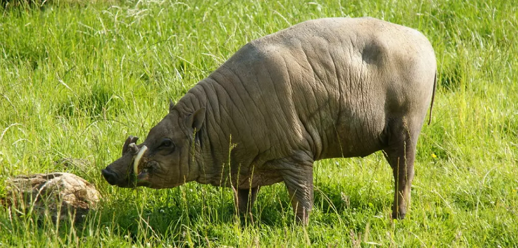 Babirussa