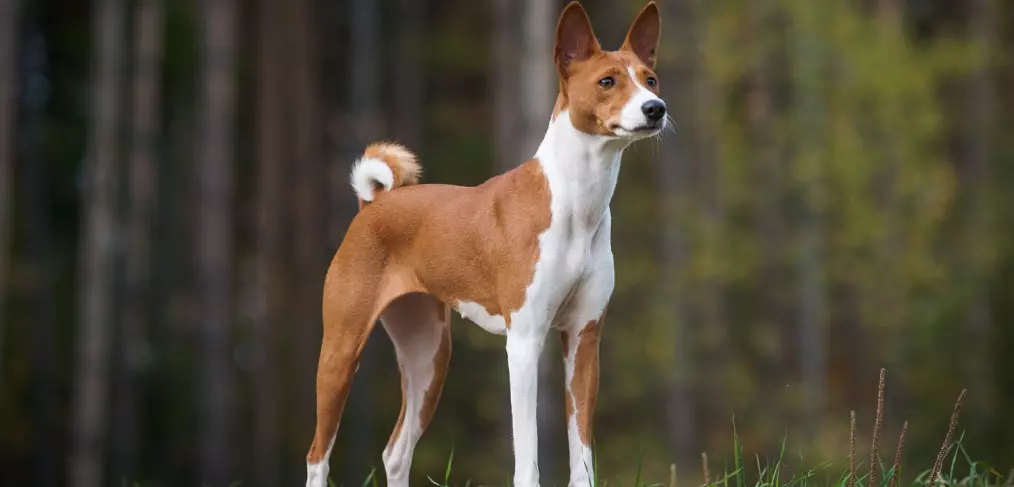 Basenji