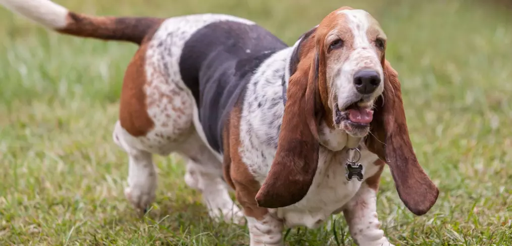 Basset Hound