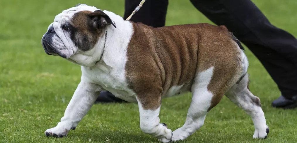 Bulldog australiano