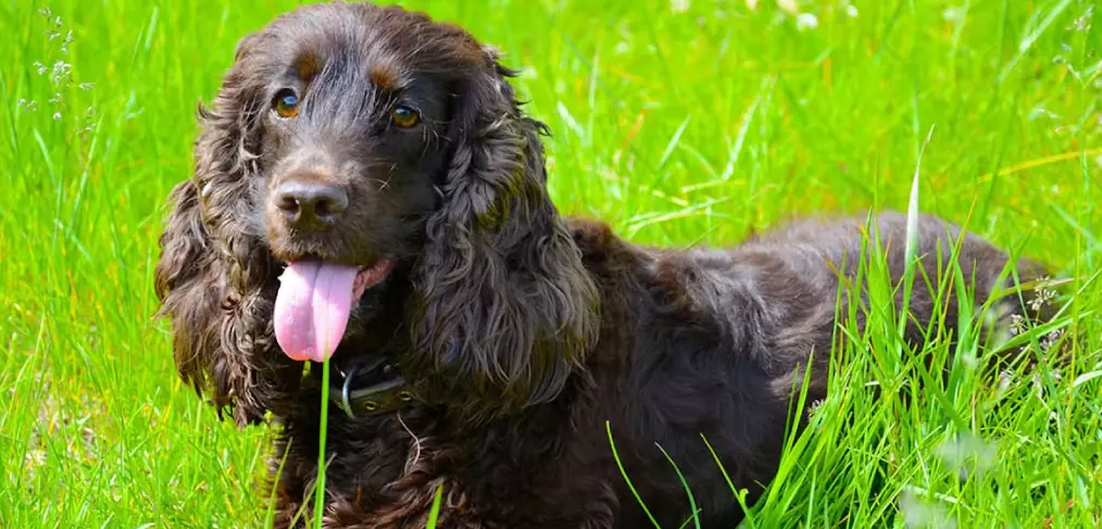 cão d'água americano