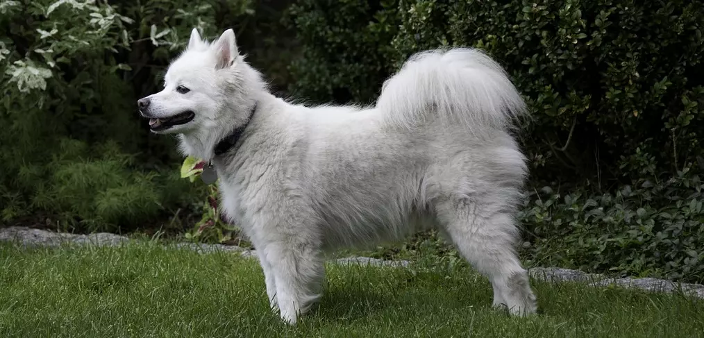 Cão Esquimó Americano