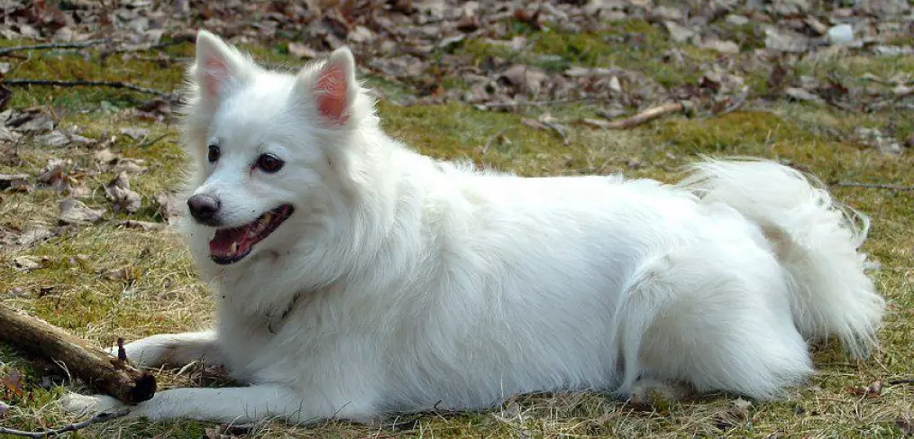 Comportamento do cão esquimó americano