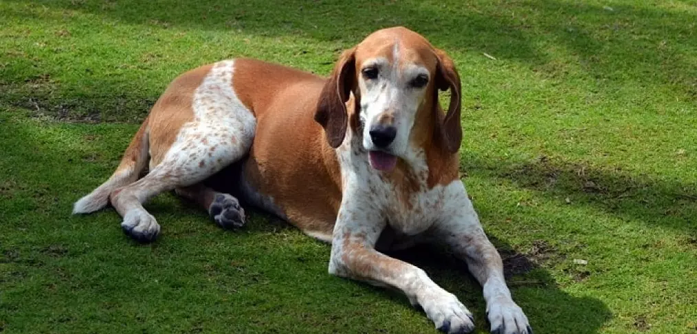 Comportamento coonhound inglês