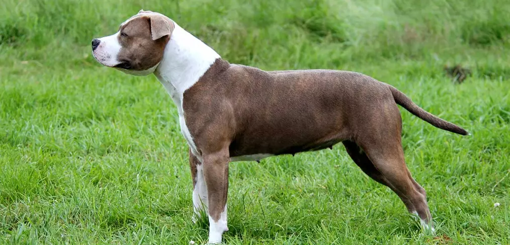 Comportamento do american staffordshire terrier