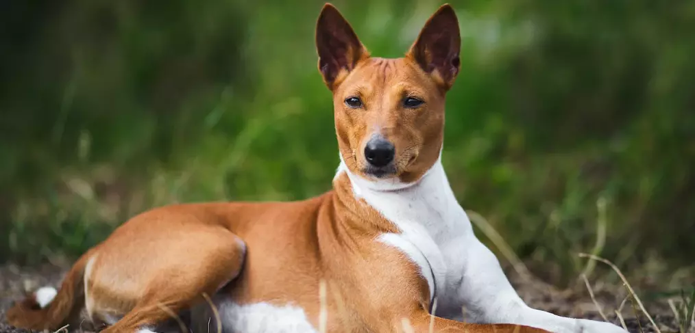 Comportamento do Basenji