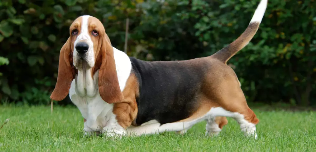 Comportamento do Basset Hound