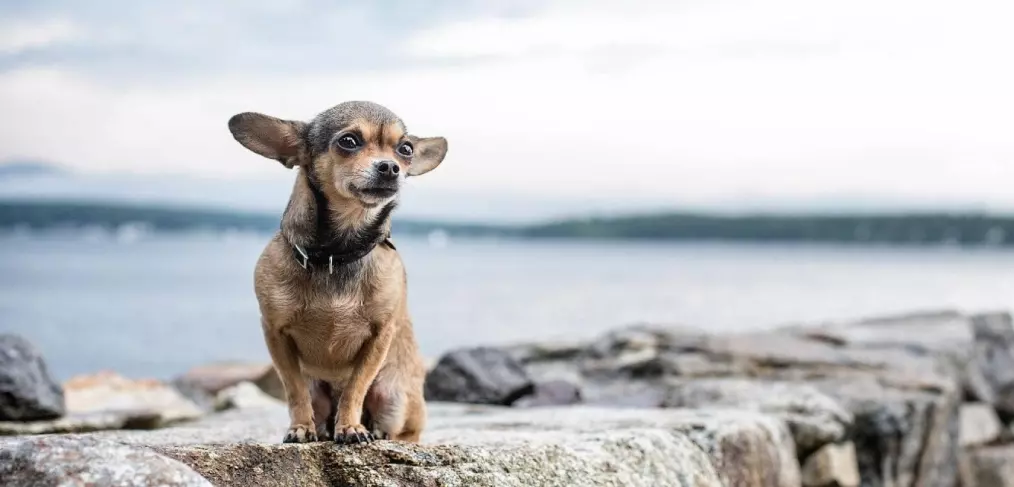 Comportamento do chihuahua cabeça de maçã