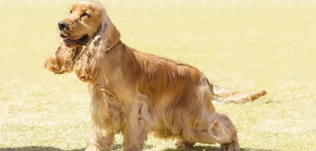 Comportamento do cocker spaniel americano