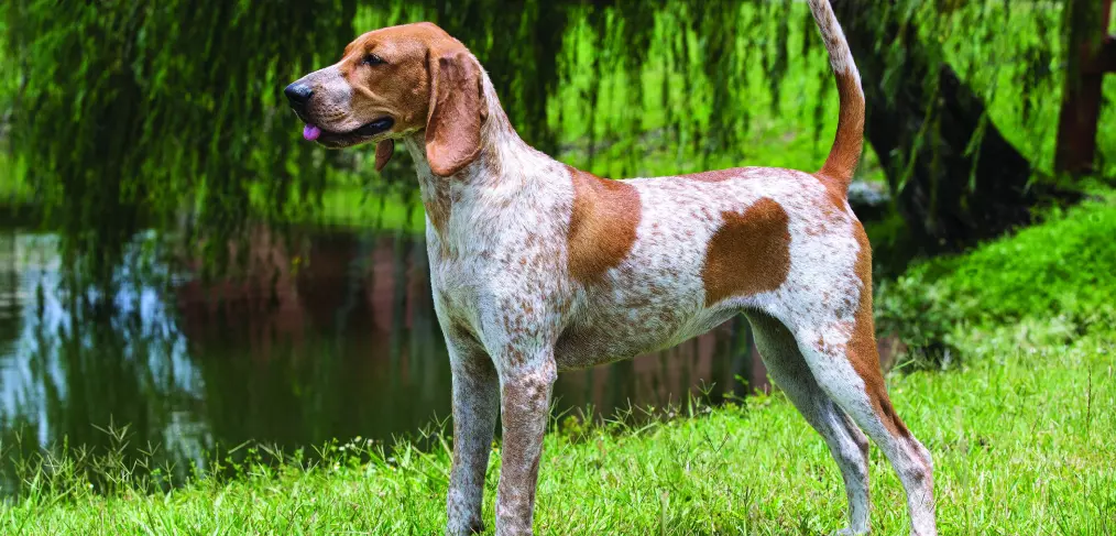 Coonhound inglês