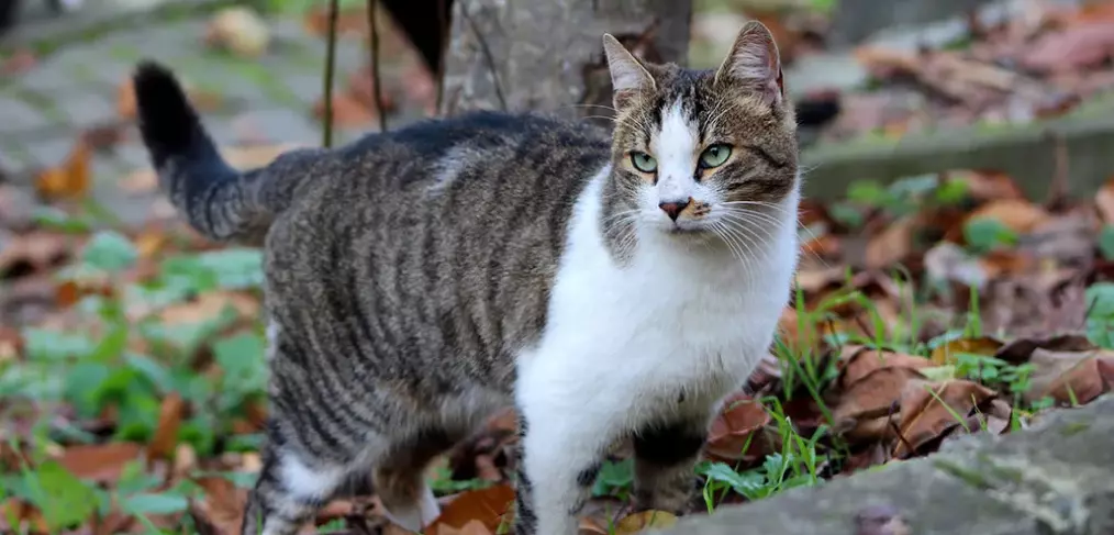 Expectativa de vida do american wirehair