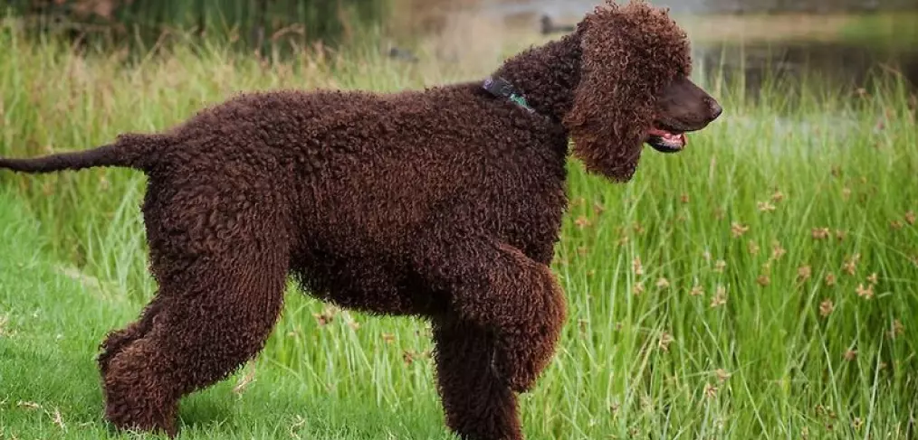 Expectativa de vida do cão d'água americano