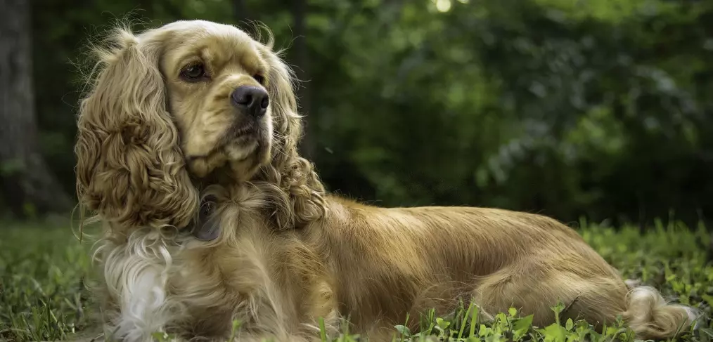 Expectativa de vida do cocker spaniel americano