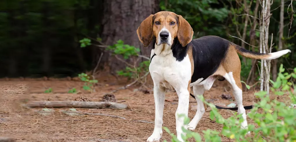 Expectativa de vida do coonhound inglês