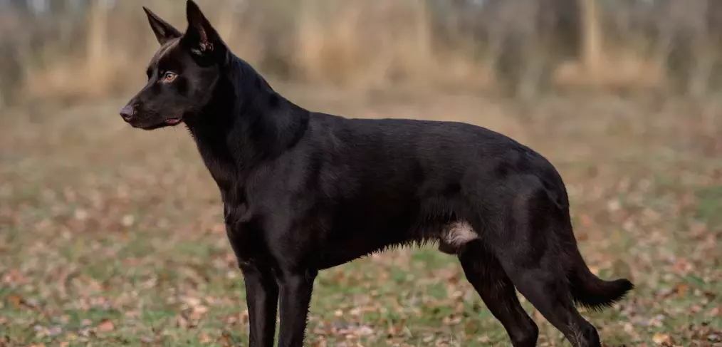 Expectativa de vida do kelpie australiano