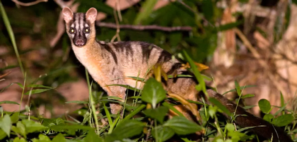 Habitat da Civeta de Palmeira Bandada