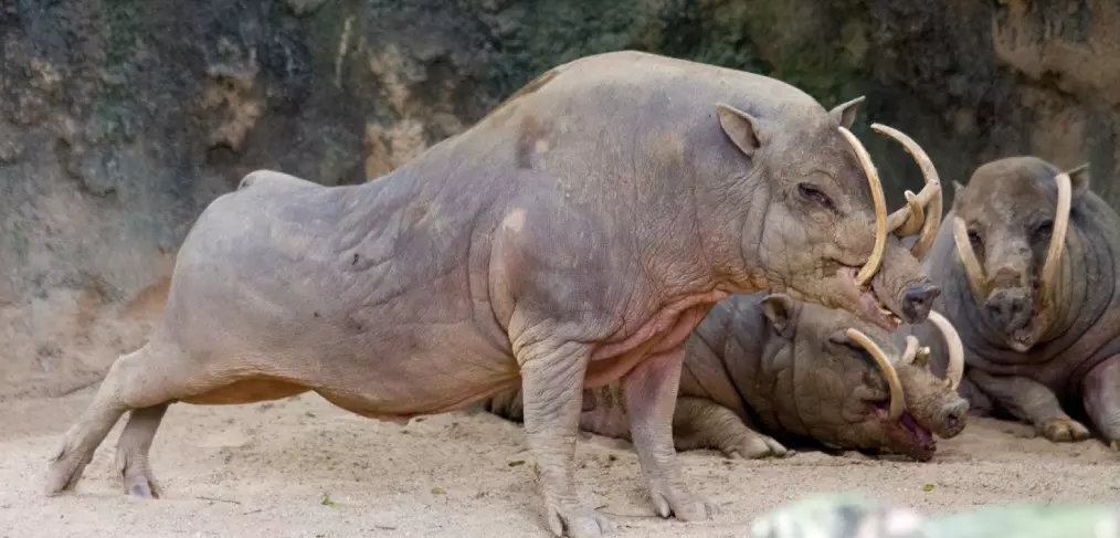 Habitat do babirussa