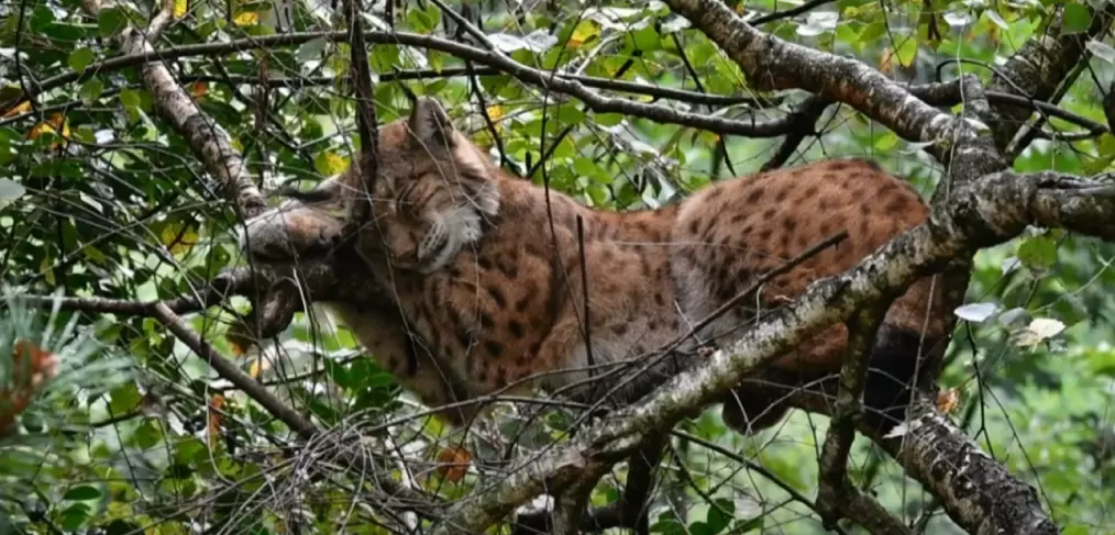 Habitat do Lince dos Balcãs