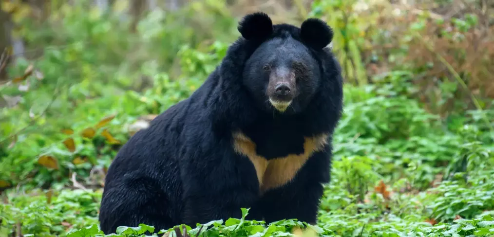 Habitat do urso-negro-asiático