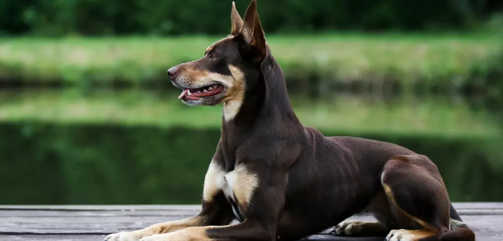 Kelpie australiano