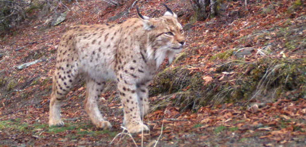 Lince dos Balcãs