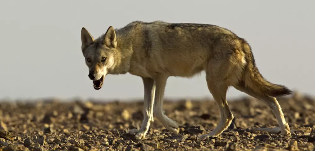 Lobo-árabe