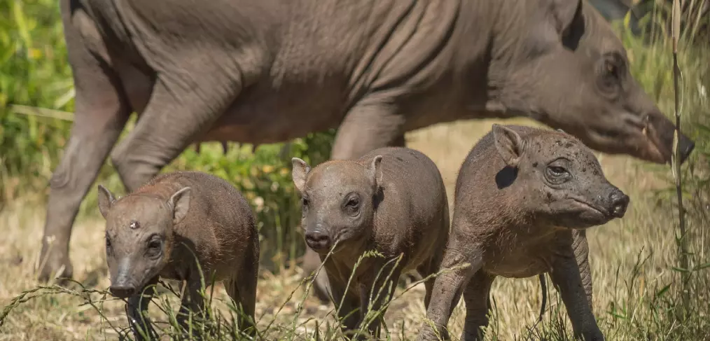 Reprodução do babirussa