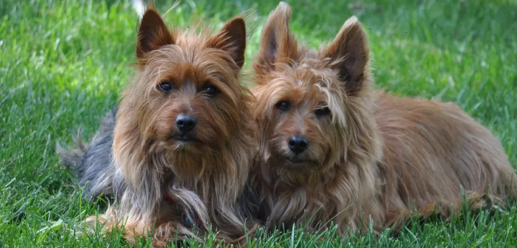 Reprodução do Terrier Australiano