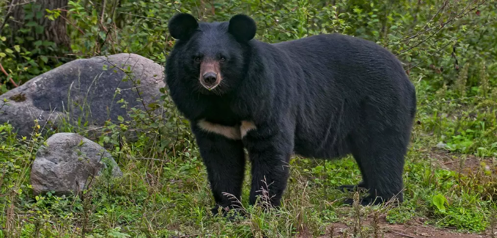 Urso-negro-asiático