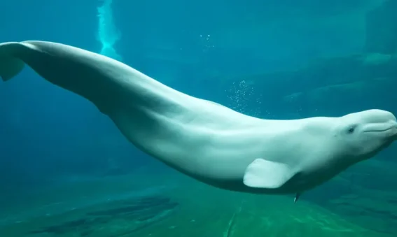 baleia beluga