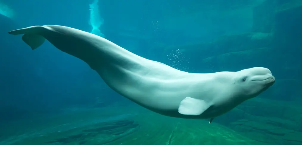 baleia beluga